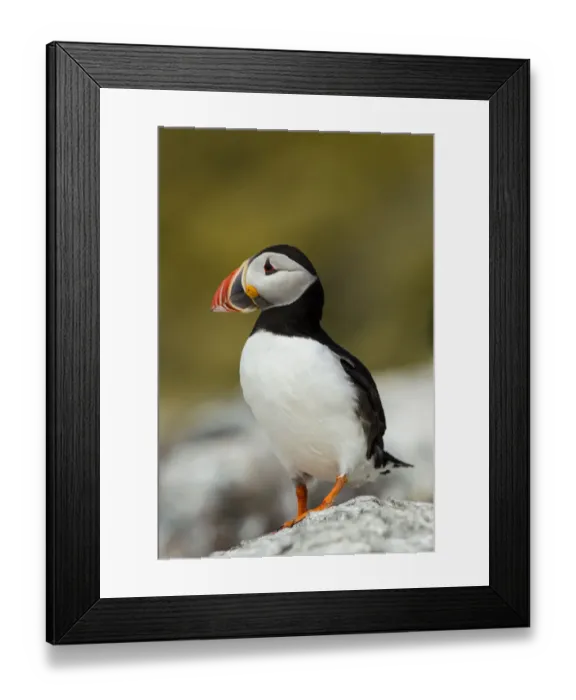 Framed Print : Puffin -Fratercula arctica-, Farne Islands, Northumberland, England, United Kingdom