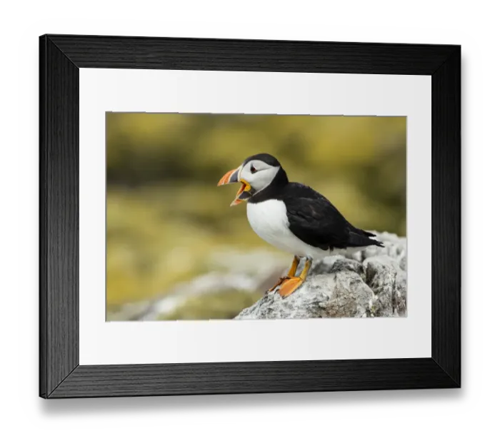 Framed Print : Puffin -Fratercula arctica-, Farne Islands, Northumberland, England, United Kingdom Framed Print : Puffin -Fratercula arctica-, Farne Islands, Northumberland, England, United Kingdom