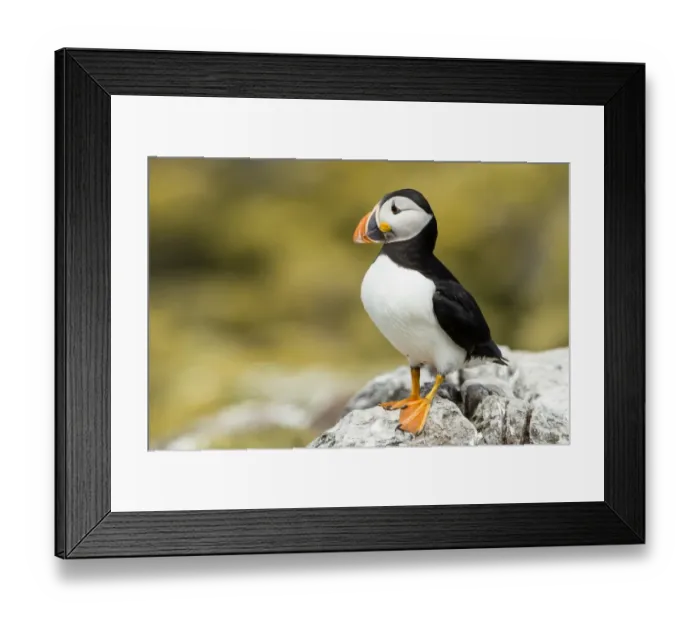 Framed Print : Puffin -Fratercula arctica-, Farne Islands, Northumberland, England, United Kingdom Framed Print : Puffin -Fratercula arctica-, Farne Islands, Northumberland, England, United Kingdom
