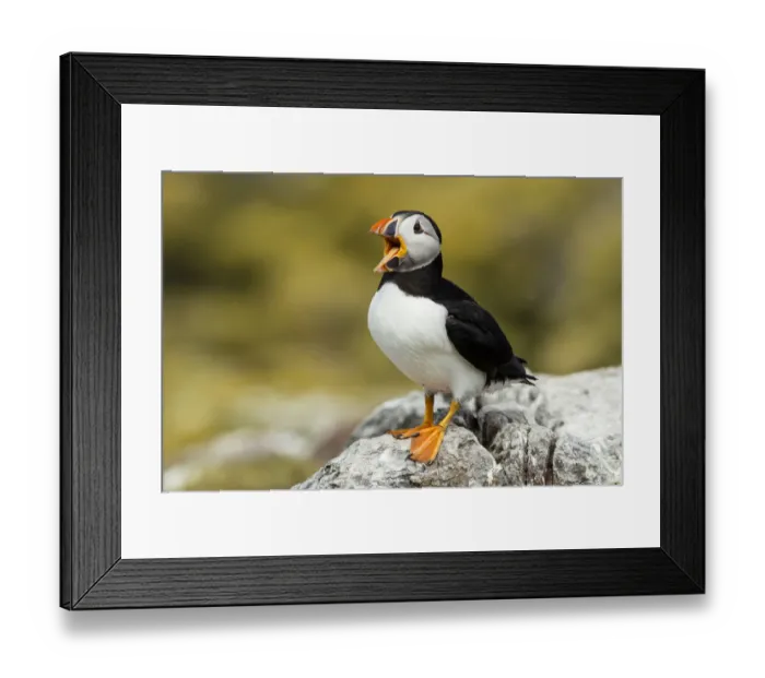 Framed Print : Puffin -Fratercula arctica-, Farne Islands, Northumberland, England, United Kingdom Framed Print : Puffin -Fratercula arctica-, Farne Islands, Northumberland, England, United Kingdom