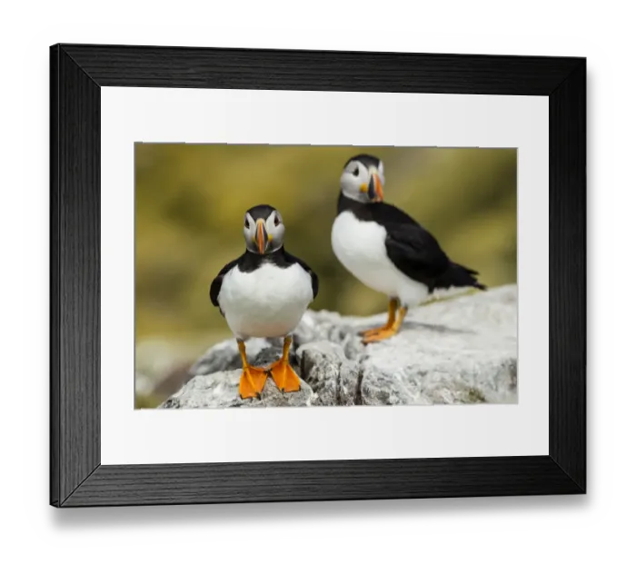 Framed Print : Puffins -Fratercula arctica-, Farne Islands, Northumberland, England, United Kingdom