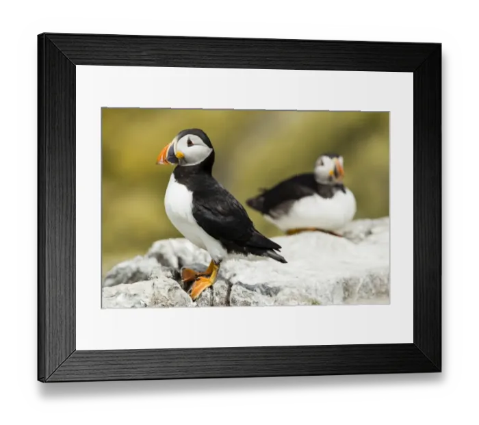Framed Print : Puffins -Fratercula arctica-, Farne Islands, Northumberland, England, United Kingdom Framed Print : Puffins -Fratercula arctica-, Farne Islands, Northumberland, England, United Kingdom
