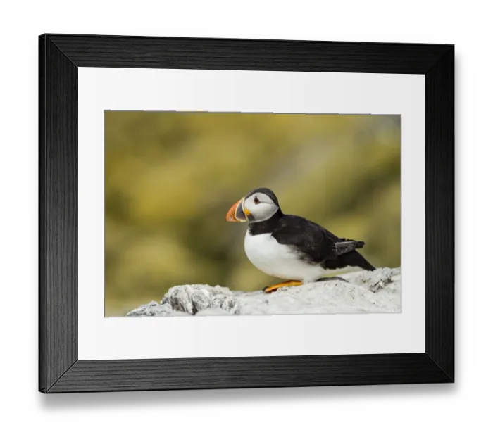 Framed Print : Puffin -Fratercula arctica-, Farne Islands, Northumberland, England, United Kingdom Framed Print : Puffin -Fratercula arctica-, Farne Islands, Northumberland, England, United Kingdom