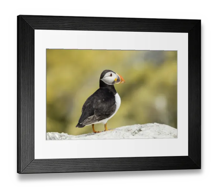 Framed Print : Puffin -Fratercula arctica-, Farne Islands, Northumberland, England, United Kingdom Framed Print : Puffin -Fratercula arctica-, Farne Islands, Northumberland, England, United Kingdom