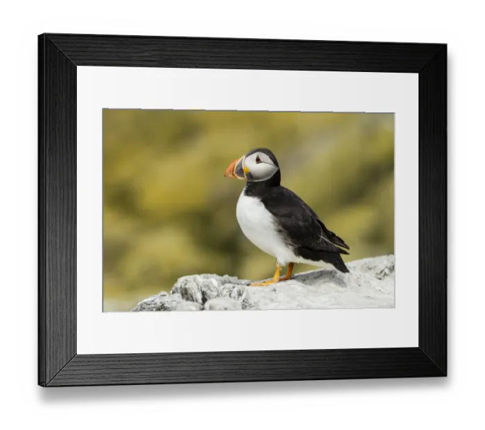 Framed Print : Puffin -Fratercula arctica-, Farne Islands, Northumberland, England, United Kingdom Framed Print : Puffin -Fratercula arctica-, Farne Islands, Northumberland, England, United Kingdom