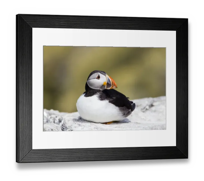 Framed Print : Puffin -Fratercula arctica-, Farne Islands, Northumberland, England, United Kingdom