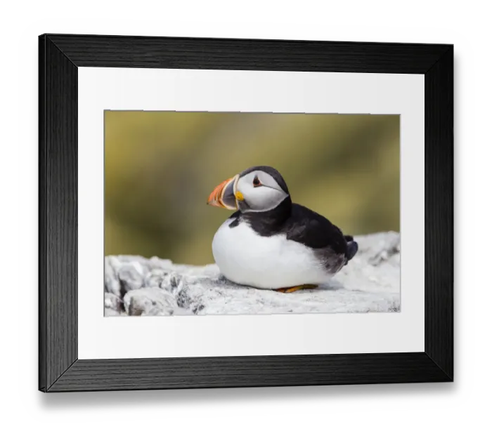 Framed Print : Puffin -Fratercula arctica-, Farne Islands, Northumberland, England, United Kingdom