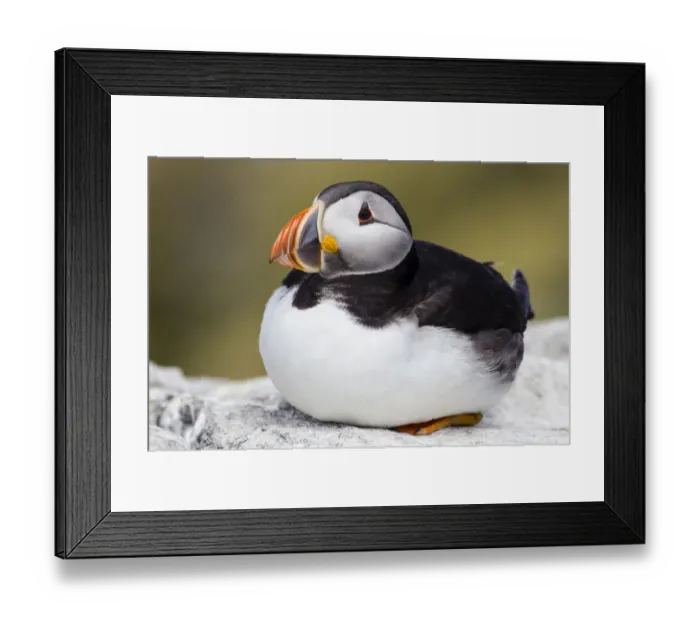 Framed Print : Puffin -Fratercula arctica-, Farne Islands, Northumberland, England, United Kingdom Framed Print : Puffin -Fratercula arctica-, Farne Islands, Northumberland, England, United Kingdom