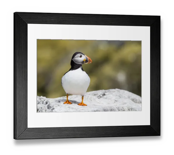 Framed Print : Puffin -Fratercula arctica-, Farne Islands, Northumberland, England, United Kingdom Framed Print : Puffin -Fratercula arctica-, Farne Islands, Northumberland, England, United Kingdom