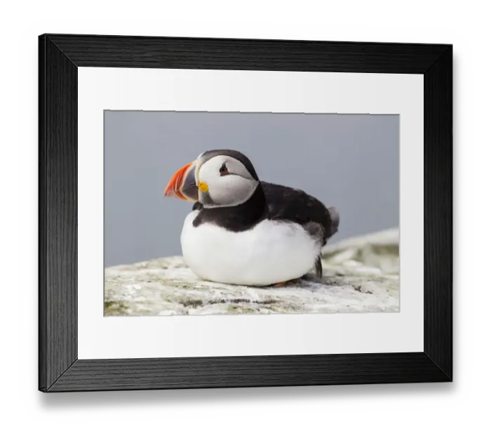 Framed Print : Puffin -Fratercula arctica-, Farne Islands, Northumberland, England, United Kingdom Framed Print : Puffin -Fratercula arctica-, Farne Islands, Northumberland, England, United Kingdom