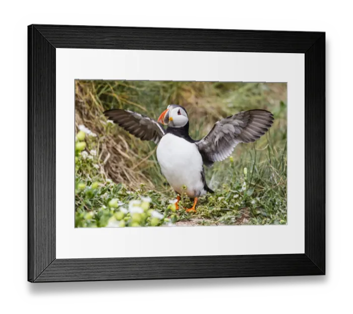 Framed Print : Puffin -Fratercula arctica-, Farne Islands, Northumberland, England, United Kingdom