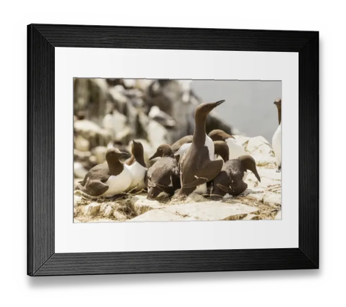 Framed Print : Common Guillemots -Uria aalge-, Farne Islands, Northumberland, England, United Kingdom Framed Print : Common Guillemots -Uria aalge-, Farne Islands, Northumberland, England, United Kingdom