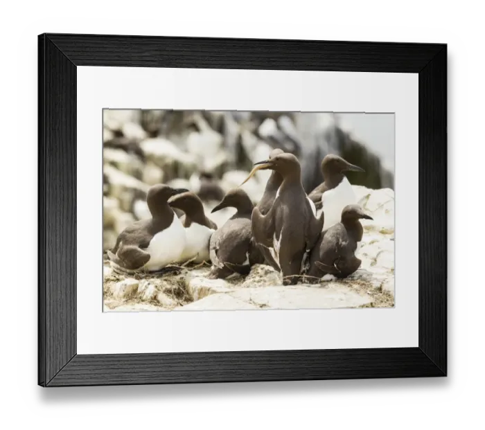 Framed Print : Common Guillemots -Uria aalge-, Farne Islands, Northumberland, England, United Kingdom Framed Print : Common Guillemots -Uria aalge-, Farne Islands, Northumberland, England, United Kingdom