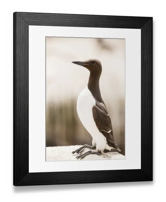 Framed Print : Common Guillemot -Uria aalge-, Farne Islands, Northumberland, England, United Kingdom Framed Print : Common Guillemot -Uria aalge-, Farne Islands, Northumberland, England, United Kingdom