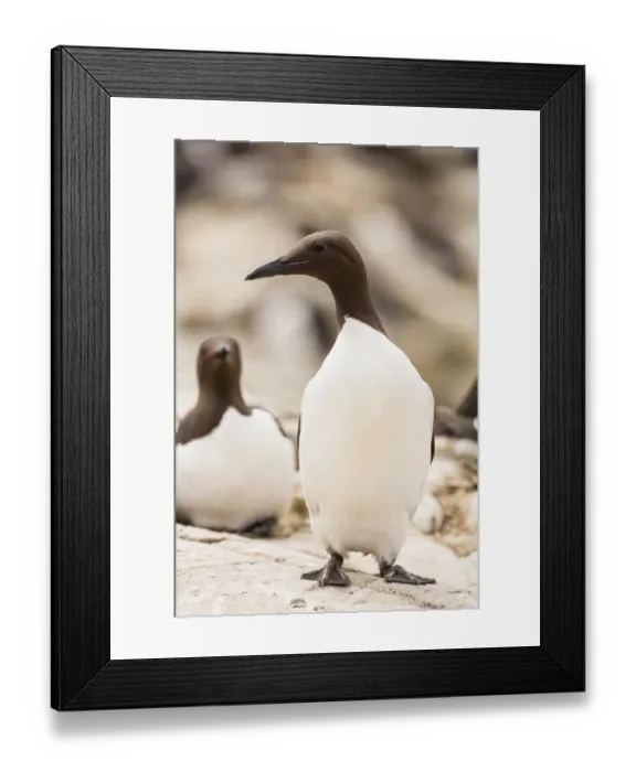 Framed Print : Common Guillemots -Uria aalge-, Farne Islands, Northumberland, England, United Kingdom Framed Print : Common Guillemots -Uria aalge-, Farne Islands, Northumberland, England, United Kingdom