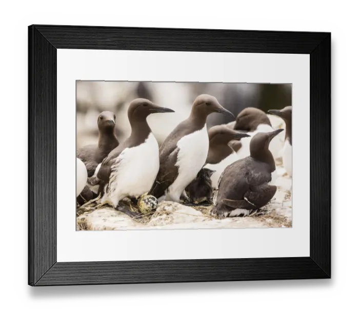 Framed Print : Common Guillemots -Uria aalge-, Farne Islands, Northumberland, England, United Kingdom