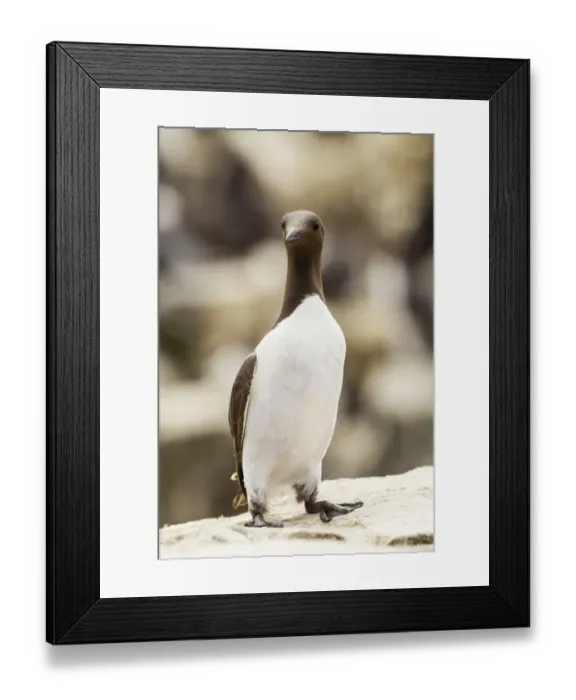 Framed Print : Common Guillemot -Uria aalge-, Farne Islands, Northumberland, England, United Kingdom Framed Print : Common Guillemot -Uria aalge-, Farne Islands, Northumberland, England, United Kingdom