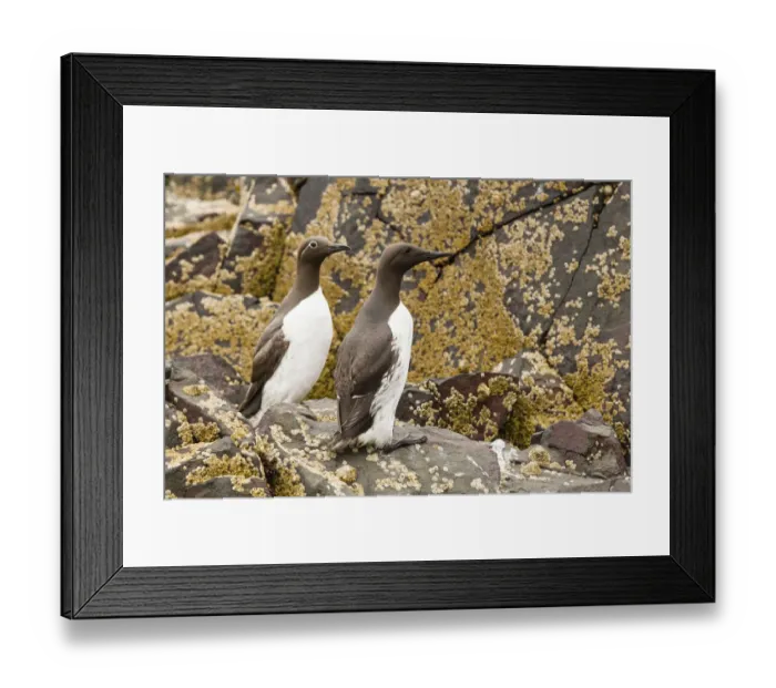 Framed Print : Common Guillemots -Uria aalge-, Farne Islands, Northumberland, England, United Kingdom Framed Print : Common Guillemots -Uria aalge-, Farne Islands, Northumberland, England, United Kingdom