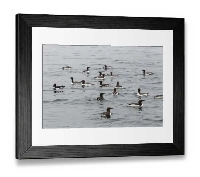 Framed Print : Common Guillemots -Uria aalge-, Farne Islands, Northumberland, England, United Kingdom Framed Print : Common Guillemots -Uria aalge-, Farne Islands, Northumberland, England, United Kingdom