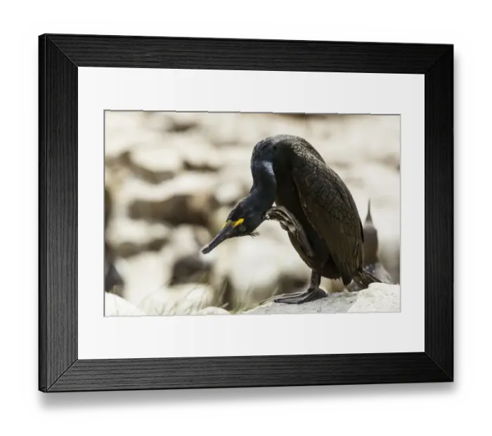 Framed Print : European Shag -Phalacrocorax aristotelis-, Farne Islands, Northumberland, England, United Kingdom Framed Print : European Shag -Phalacrocorax aristotelis-, Farne Islands, Northumberland, England, United Kingdom