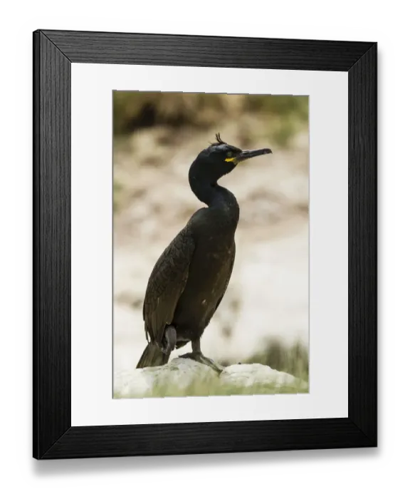 Framed Print : European Shag -Phalacrocorax aristotelis-, Farne Islands, Northumberland, England, United Kingdom Framed Print : European Shag -Phalacrocorax aristotelis-, Farne Islands, Northumberland, England, United Kingdom
