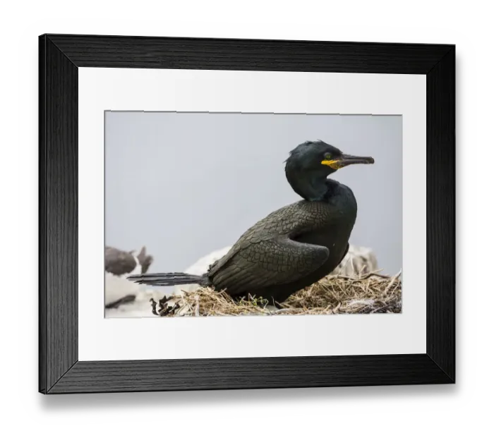 Framed Print : European Shag -Phalacrocorax aristotelis-, Farne Islands, Northumberland, England, United Kingdom Framed Print : European Shag -Phalacrocorax aristotelis-, Farne Islands, Northumberland, England, United Kingdom
