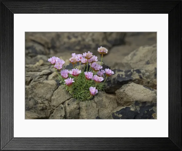 Framed Print : Thrift, Sea Thrift or Sea Pink -Armeria maritima- flowering, on rocks, Suouroy, Faroe Islands, Denmark Framed Print : Thrift, Sea Thrift or Sea Pink -Armeria maritima- flowering, on rocks, Suouroy, Faroe Islands, Denmark