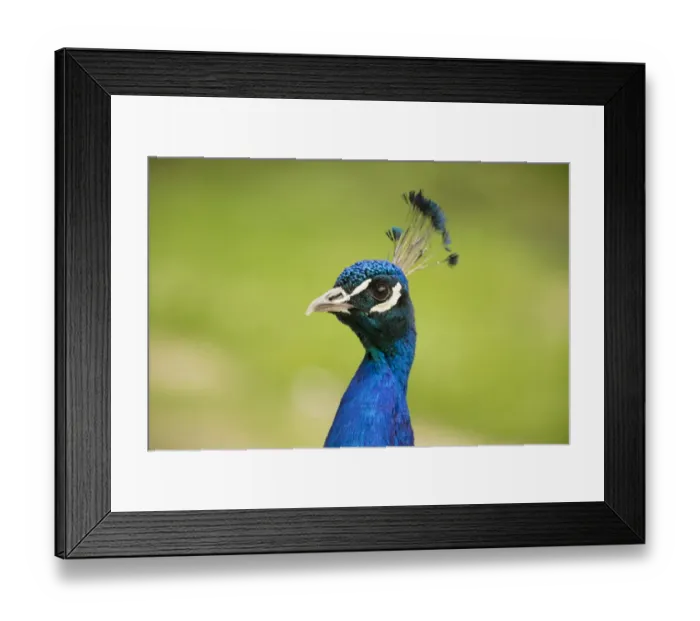 Framed Print : Indian Peafowl or Blue Peafowl -Pavo cristatus-, male, North Rhine-Westphalia, Germany Framed Print : Indian Peafowl or Blue Peafowl -Pavo cristatus-, male, North Rhine-Westphalia, Germany