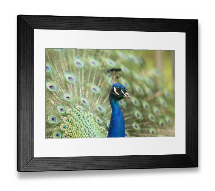 Framed Print : Indian Peafowl or Blue Peafowl -Pavo cristatus-, male displaying, North Rhine-Westphalia, Germany Framed Print : Indian Peafowl or Blue Peafowl -Pavo cristatus-, male displaying, North Rhine-Westphalia, Germany