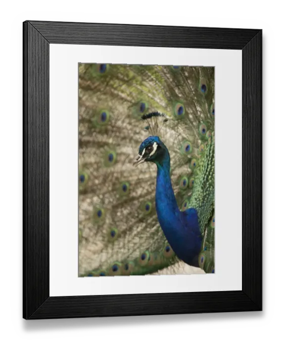 Framed Print : Indian Peafowl or Blue Peafowl -Pavo cristatus-, male displaying, North Rhine-Westphalia, Germany Framed Print : Indian Peafowl or Blue Peafowl -Pavo cristatus-, male displaying, North Rhine-Westphalia, Germany