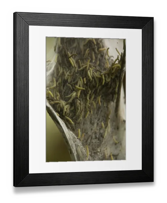 Framed Print : Caterpillars of the Ermine Moth -Yponomeuta sp. -, Bergisches Land, North Rhine-Westphalia, Germany Framed Print : Caterpillars of the Ermine Moth -Yponomeuta sp. -, Bergisches Land, North Rhine-Westphalia, Germany