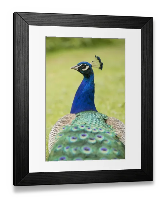Framed Print : Indian Peafowl or Blue Peafowl -Pavo cristatus-, male, North Rhine-Westphalia, Germany Framed Print : Indian Peafowl or Blue Peafowl -Pavo cristatus-, male, North Rhine-Westphalia, Germany