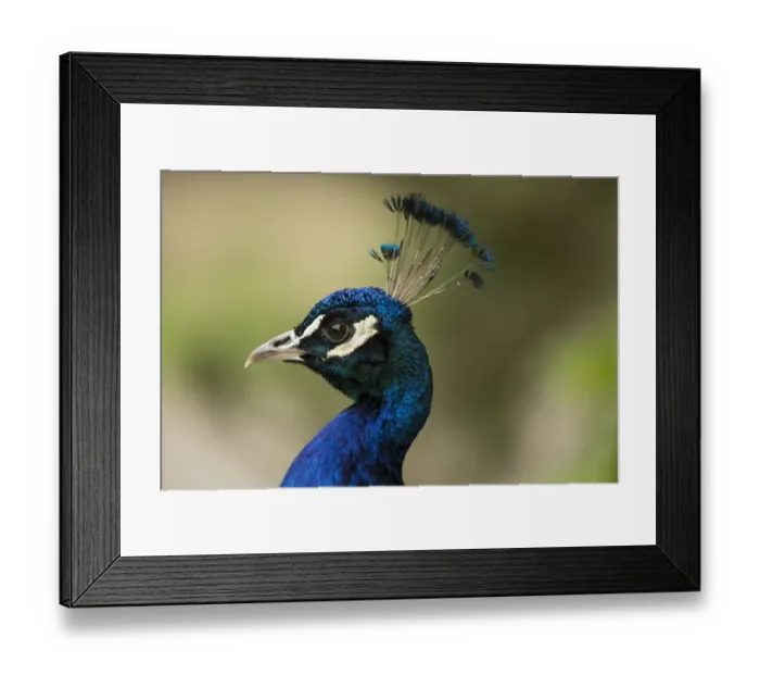 Framed Print : Indian Peafowl or Blue Peafowl -Pavo cristatus-, male, North Rhine-Westphalia, Germany Framed Print : Indian Peafowl or Blue Peafowl -Pavo cristatus-, male, North Rhine-Westphalia, Germany