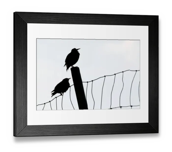 Framed Print : Faroe Starlings -Sturnus vulgaris faroensis- perched a fence, Suouroy, Faroe Islands, Denmark Framed Print : Faroe Starlings -Sturnus vulgaris faroensis- perched a fence, Suouroy, Faroe Islands, Denmark