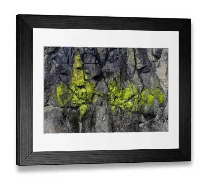 Framed Print : Green algae on a rock, Suouroy, Faroe Islands, Denmark Framed Print : Green algae on a rock, Suouroy, Faroe Islands, Denmark