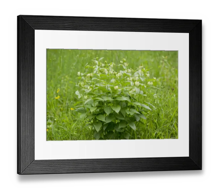 Framed Print : Swallow-wort -Vincetoxicum hirundinaria-, flowering, Thuringia, Germany Framed Print : Swallow-wort -Vincetoxicum hirundinaria-, flowering, Thuringia, Germany
