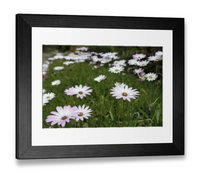 Framed Print : Cape Daisies -Osteospermum sp. -, England, United Kingdom Framed Print : Cape Daisies -Osteospermum sp. -, England, United Kingdom
