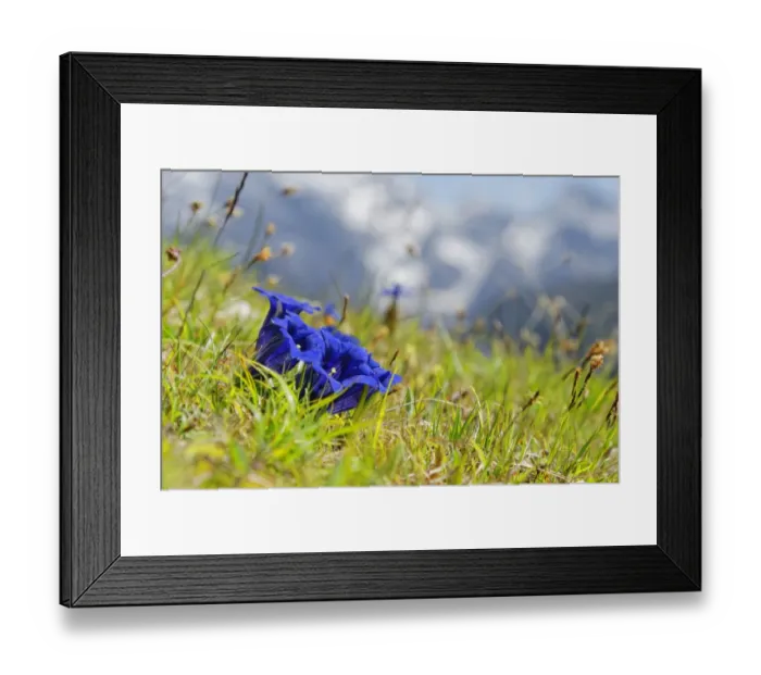 Framed Print : Clusius gentian -Gentiana clusii-, Garmisch-Partenkirchen District, Upper Bavaria, Bavaria, Germany Framed Print : Clusius gentian -Gentiana clusii-, Garmisch-Partenkirchen District, Upper Bavaria, Bavaria, Germany