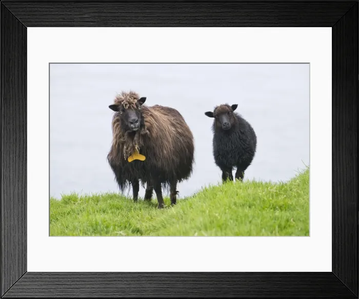 Framed Print : Ewe with lamb, Faroe Islands, Denmark Framed Print : Ewe with lamb, Faroe Islands, Denmark