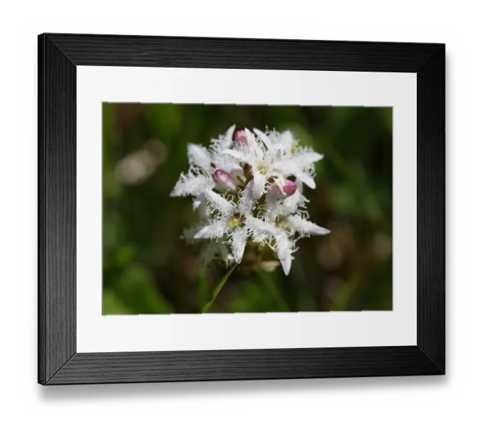 Framed Print : Bogbean -Menyanthes trifoliata-, Upper Bavaria, Bavaria, Germany