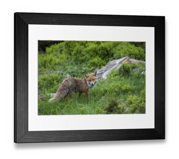 Framed Print : Red Fox -Vulpes vulpes-, Stubai Valley, Tyrol, Austria Framed Print : Red Fox -Vulpes vulpes-, Stubai Valley, Tyrol, Austria