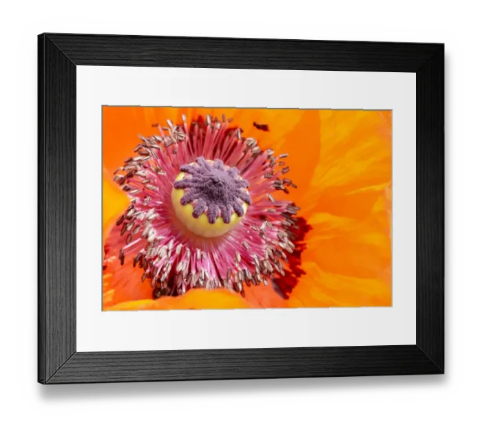 Framed Print : Oriental Poppy -Papaver orientale-, detail of a flower, Bavaria, Germany Framed Print : Oriental Poppy -Papaver orientale-, detail of a flower, Bavaria, Germany