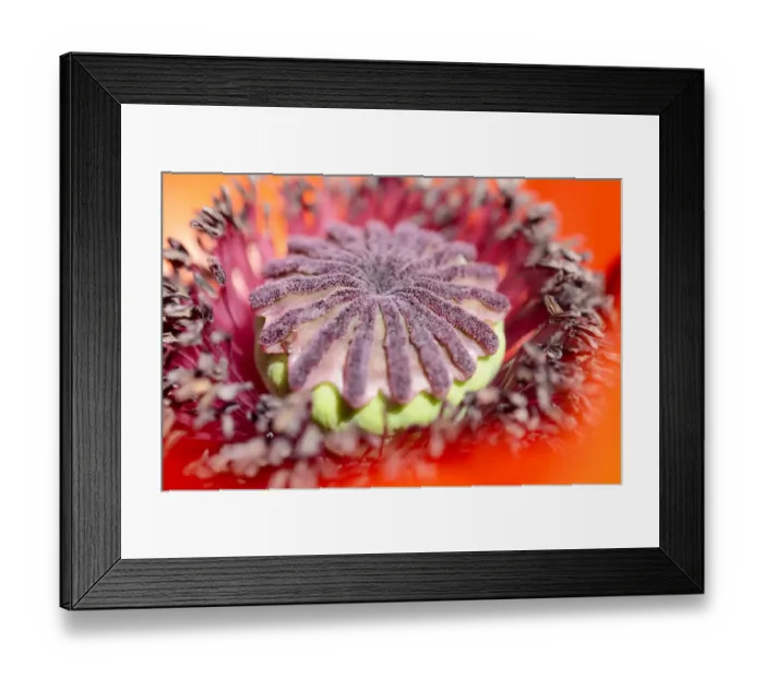 Framed Print : Oriental Poppy -Papaver orientale-, detail of a flower, Bavaria, Germany Framed Print : Oriental Poppy -Papaver orientale-, detail of a flower, Bavaria, Germany