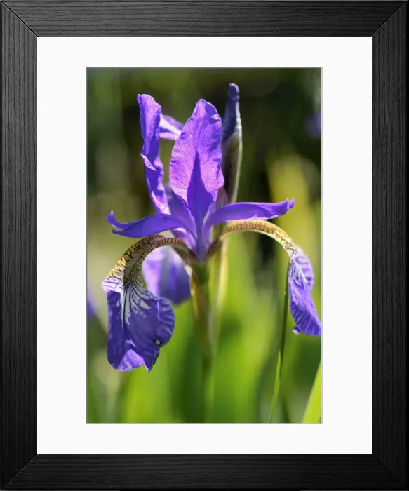 Framed Print : Siberian Iris -Iris sibirica-, Bavaria, Germany Framed Print : Siberian Iris -Iris sibirica-, Bavaria, Germany