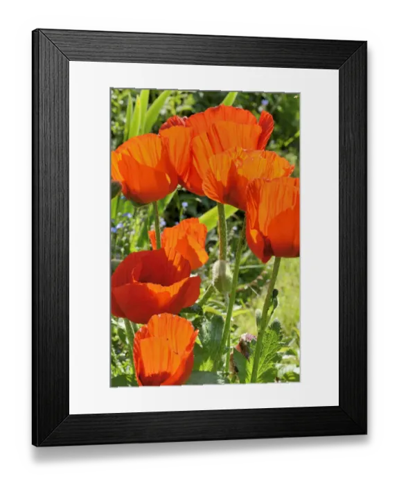Framed Print : Oriental Poppy -Papaver orientale-, flowering, Bavaria, Germany