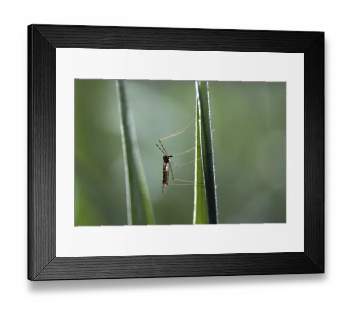 Framed Print : Crane fly -Tipulidae-, perched on bulrush, Ummendorfer Ried Nature Reserve, Ummendorf, Upper Swabia, Baden-Wurttemberg, Germany Framed Print : Crane fly -Tipulidae-, perched on bulrush, Ummendorfer Ried Nature Reserve, Ummendorf, Upper Swabia, Baden-Wurttemberg, Germany