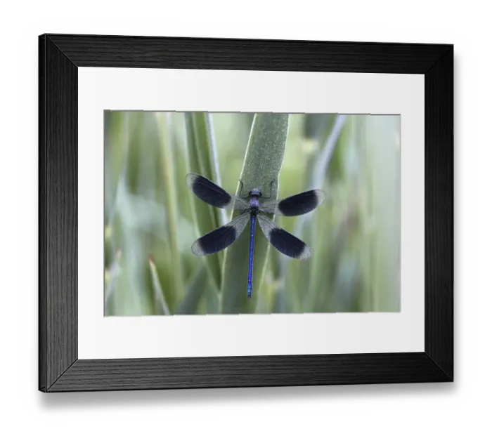Framed Print : Banded Demoiselle -Calopteryx splendens- in the morning dew, male, Ummendorfer Ried Nature Reserve, Ummendorf, Upper Swabia, Baden-Wurttemberg, Germany Framed Print : Banded Demoiselle -Calopteryx splendens- in the morning dew, male, Ummendorfer Ried Nature Reserve, Ummendorf, Upper Swabia, Baden-Wurttemberg, Germany