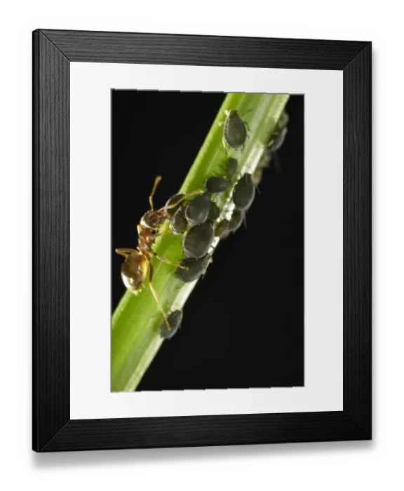 Framed Print : Aphids -Aphidoidea- being milked by an Ant -Formidicae-, beneficial insects and pests, macro shot, Baden-Wurttemberg, Germany Framed Print : Aphids -Aphidoidea- being milked by an Ant -Formidicae-, beneficial insects and pests, macro shot, Baden-Wurttemberg, Germany