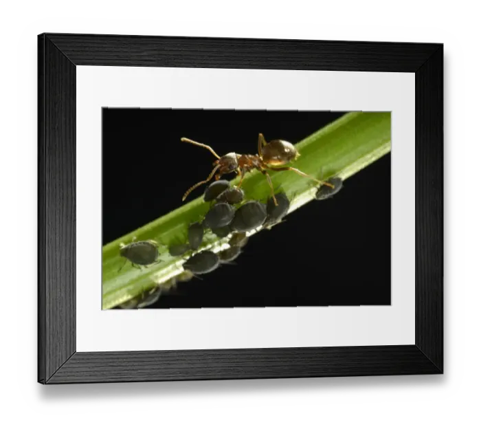 Framed Print : Aphids -Aphidoidea- being milked by an Ant -Formidicae-, beneficial insects and pests, macro shot, Baden-Wurttemberg, Germany