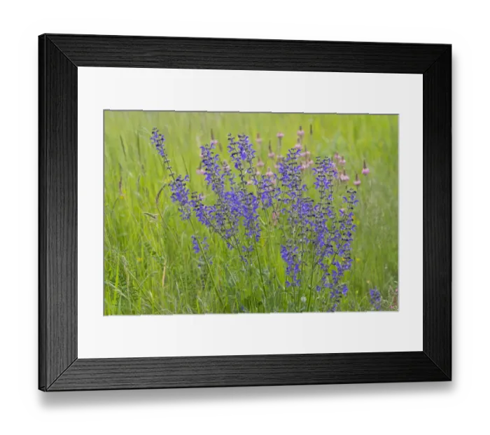 Framed Print : Meadow Clary or Meadow Sage -Salvia pratensis-, flowering, Thuringia, Germany Framed Print : Meadow Clary or Meadow Sage -Salvia pratensis-, flowering, Thuringia, Germany